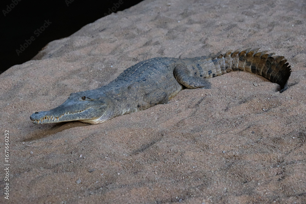 Naklejka premium Freshwater crocodile in the Tunnel - Wunaamin Miliwundi Ranges, WA, Australia