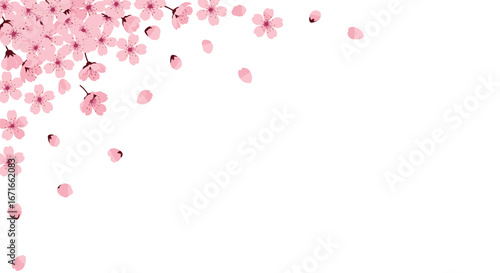 Delicate pink cherry blossoms and falling petals creating a beautiful spring design on white