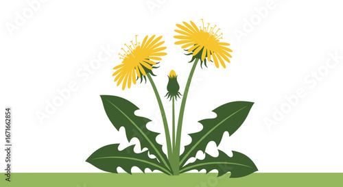 Vibrant yellow dandelions in full bloom, perfect for spring, nature, and botanical designs