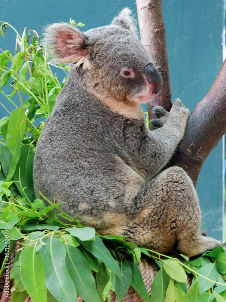 Fototapeta premium koala in a tree
