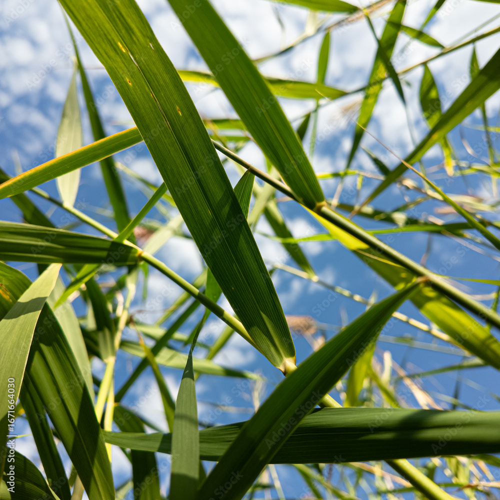 Obraz premium Scírpus. green reeds on the river bank. sand and reeds. Idyllic scene with reeds at the lake in a public park. Actinoscirpus grossus (also called Mensiang, Greater club-rush, Giant bulrush).