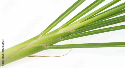 Close-up of fresh lemongrass stalk with green leaves, an aromatic culinary herb.