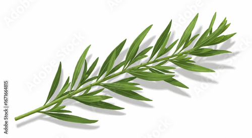 Close-up of a sprig of fresh green plant with multiple leaves.