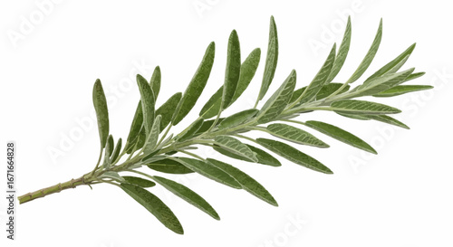 A single sprig of rosemary with narrow, elongated green leaves arranged alternately along a woody stem.