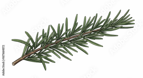 A detailed illustration of a single fresh rosemary sprig with green needle-like leaves on a woody stem, isolated on a white background.