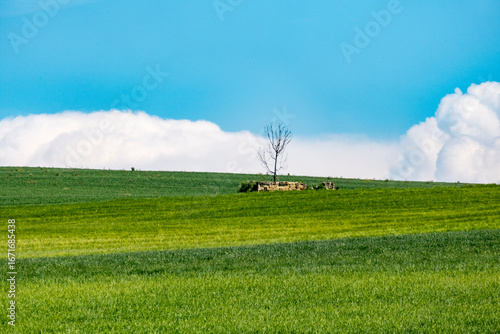 Piemonte - Monferrato - Viarigi - Panorami della campagna - Sfondi desktop
