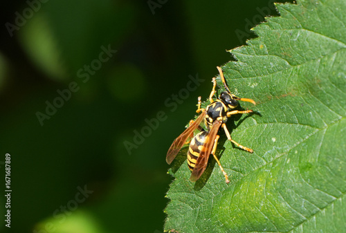 Valokuva a yellow jacket wasp (vespula vulgaris) is resting on a green leaf