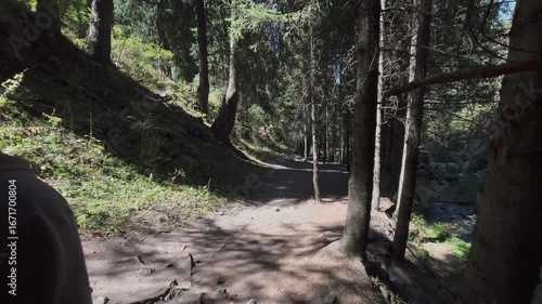 Man walks through a coniferous forest on a clear sunny day. Scenic outdoor view with tall green trees, bright sunlight, and peaceful natural atmosphere showing wilderness, travel, and relaxation in na