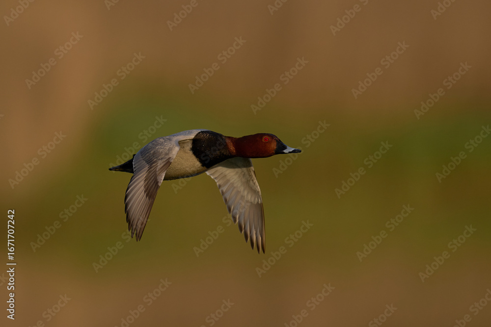 Obraz premium Pochard (Aythya ferina) in flight over the Somerset Levels, Somerset, United Kingdom. 