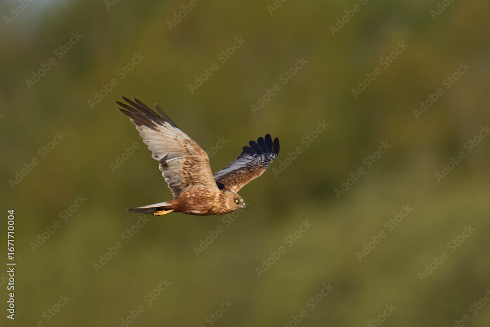Fototapeta premium Marsh Harrier (Circus aeruginosus) hunting over a reedbed in the Somerset Levels in the United Kingdom
