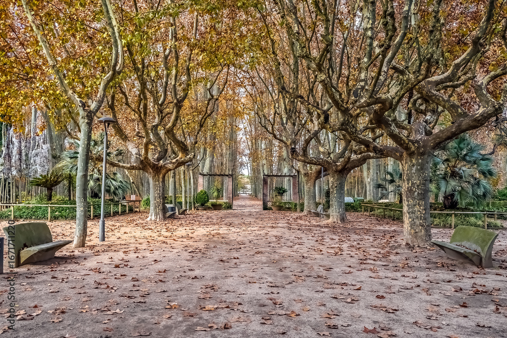 Fototapeta premium Autumn in Parc de la Devesa, Girona, Spain, with plane trees forming a tranquil tunnel of golden foliage. Fallen leaves carpet the ground between benches, creating a serene walkway