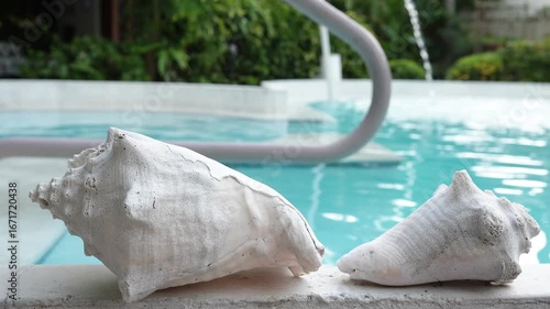 White conch shells in front of fresh pool