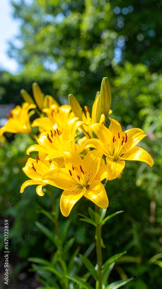 Obraz premium Bright yellow lilies in a garden