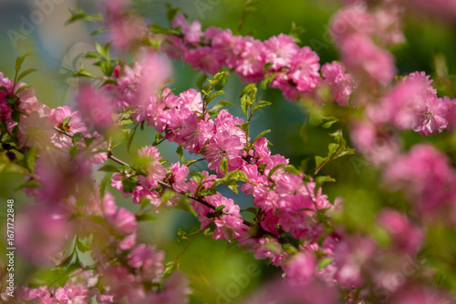 Wallpaper Mural Close-up. Pink cherry blossoms have blossomed. Traditional Japanese tree. Torontodigital.ca