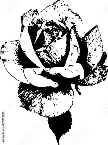 Grunge black and white rose illustration for artistic design and decor