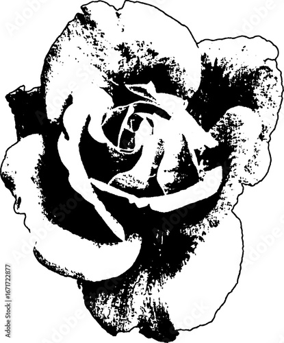 Grunge black and white rose illustration for artistic and vintage design