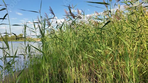 Scírpus. green reeds on the river bank. sand and reeds. Idyllic scene with reeds at the lake in a public park. Actinoscirpus grossus (also called Mensiang, Greater club-rush, Giant bulrush).