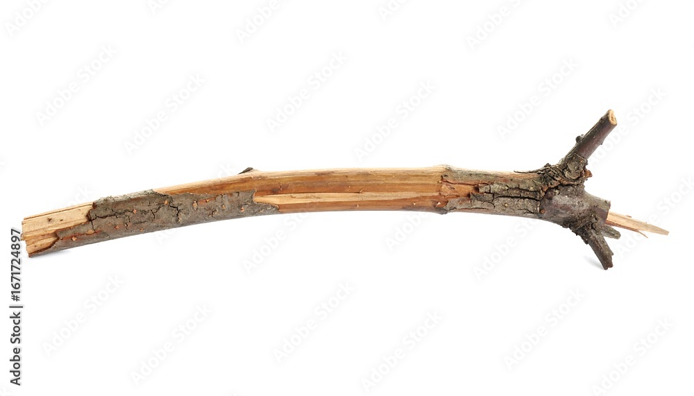 Fototapeta premium Broken branch isolated on white