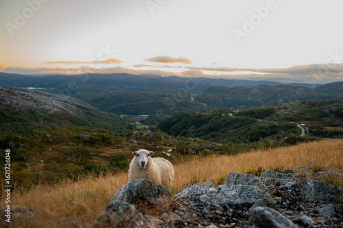 Sheep in the norwegian Landscape