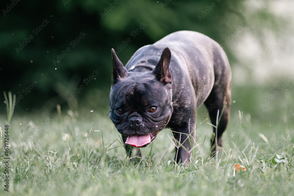 Fototapeta premium french bulldog puppy