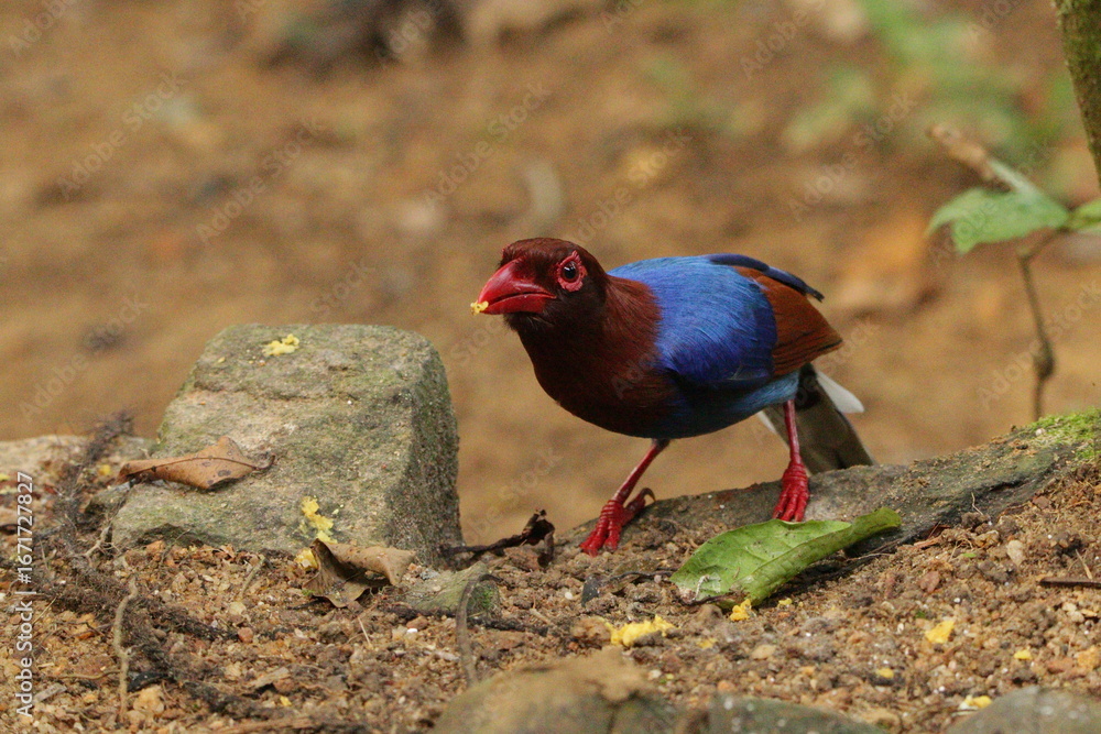 Obraz premium Sri Lanka blue magpie, Sinharaja, Sri Lanka