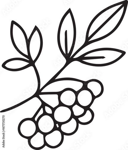 Hand-drawn doodle rowan branch with berries and leaves. Elegant vector illustration for autumn themes, botanical design, seasonal decor, greeting cards, and creative projects.