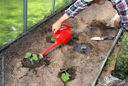 Bearded farmer watering planted cucumber plants from plastic watering can in greenhouse - horizontal color photo, male hands and feet