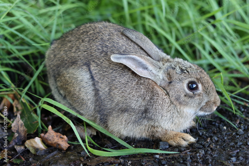 Fototapeta premium Scared rabbit crouching down on the side of a road