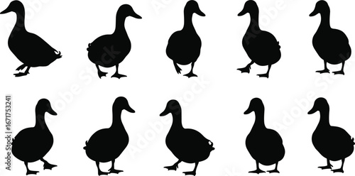 Duck silhouettes collection, standing ducks vector, black bird illustration, waterfowl animal design, wildlife clipart, nature symbol, hunting icon, farm animal
