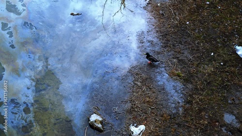 Wild duck trapped in polluted river with oil spill, environmental disaster showing human destruction of nature, toxic water crisis war in Ukraine