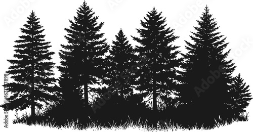 Overgrown patch. Coniferous forest with firs and pines. Landscape with trees and grass. Silhouette picture. Isolated on white background. Vector.
