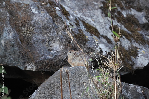 Photography Royle's pika (Ochotona roylii), also called the Himalayan hare or hui shutu, is a species of pika