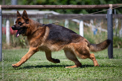 german shepherd dog