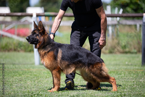 german shepherd dog