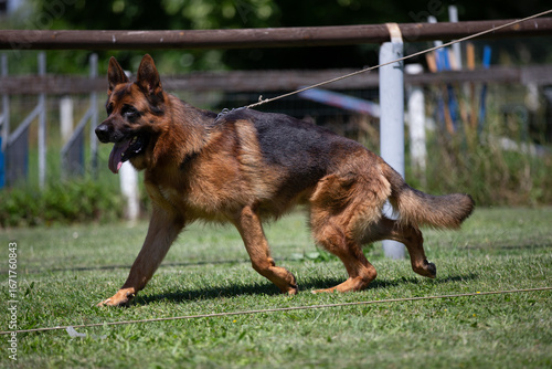 german shepherd dog