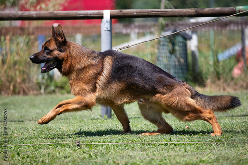 german shepherd dog