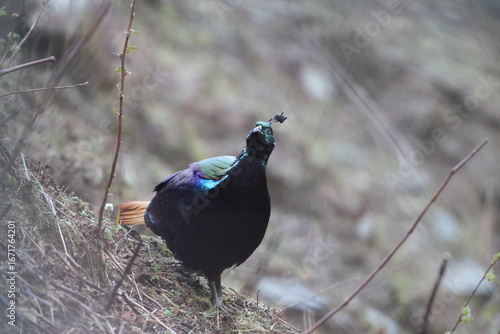 Photography The Himalayan monal (Lophophorus impejanus), also called Impeyan monal and Impeyan pheasant, is a pheasant native to Himalayan forests and shrublands This photo was taken in Northwest India