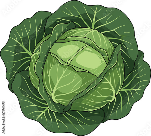 Green cabbage vegetable illustration with layered leaves and realistic texture, isolated on white background for culinary, botanical, and educational design