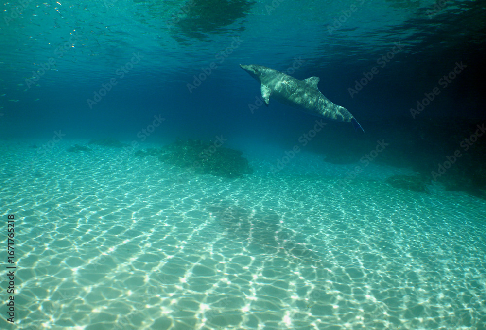 Naklejka premium Dolphin swimming on a reef in the Caribbean Sea