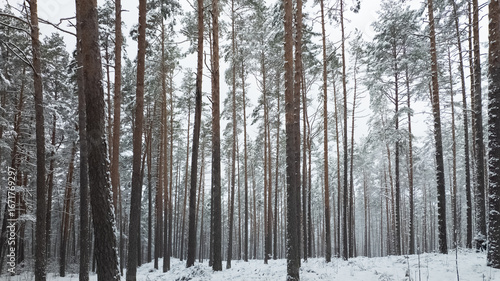 forest in winter