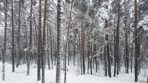 winter forest 