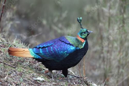 Photography The Himalayan monal (Lophophorus impejanus), also called Impeyan monal and Impeyan pheasant, is a pheasant native to Himalayan forests and shrublands This photo was taken in Northwest India
