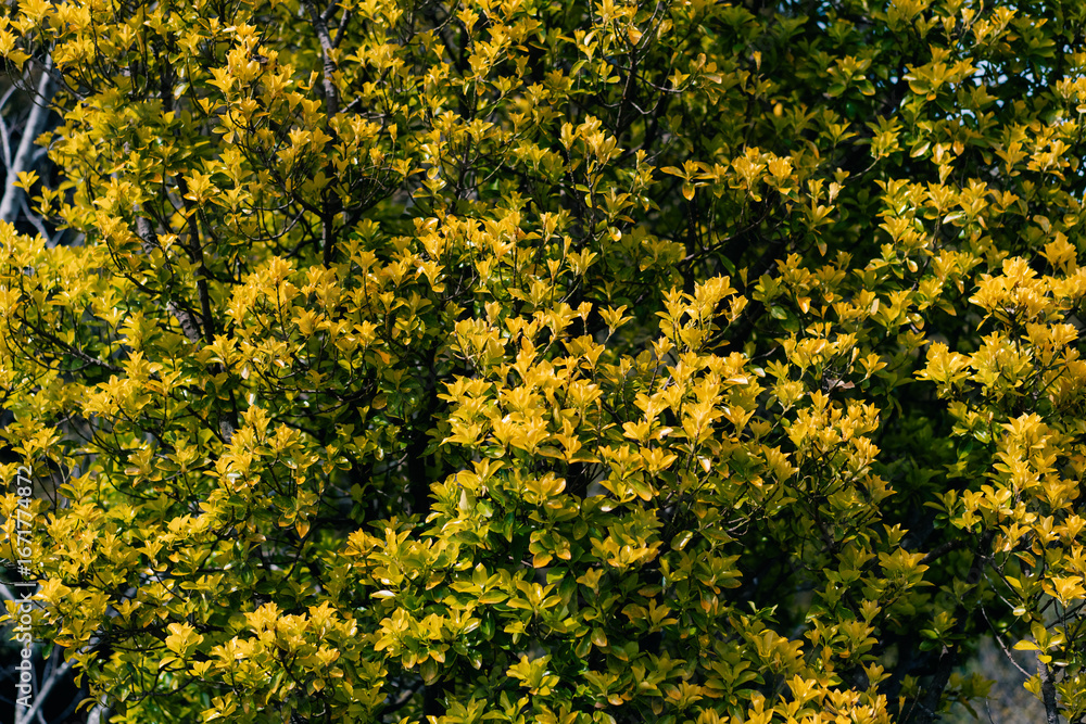 Fototapeta premium Coreopsis verticillata Zagreb, whorled tickseed with yellow blossoms