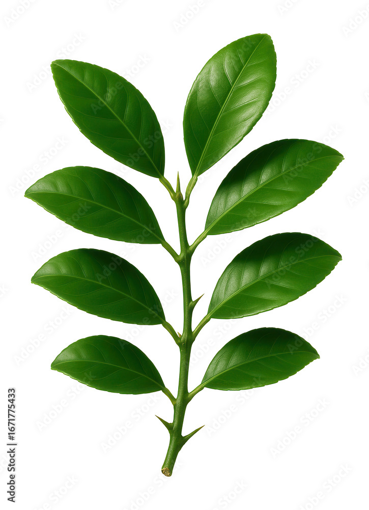 Obraz premium Lemon tree branch with glossy, oval leaves and thorns