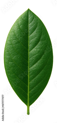 Rhododendron leaf with a broad, elliptical shape and a leathery surface
