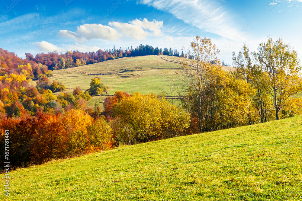 Naklejka premium mountain landscape with forest in autumn. beautiful countryside in the highland of ukraine. small grove on the hill in colorful foliage under blue sky. nature background for outdoor adventure