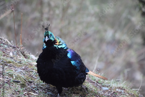 Photography The Himalayan monal (Lophophorus impejanus), also called Impeyan monal and Impeyan pheasant, is a pheasant native to Himalayan forests and shrublands This photo was taken in Northwest India