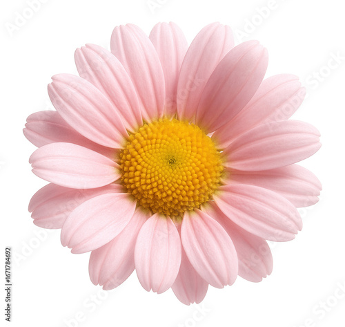 Pink daisy with charming form