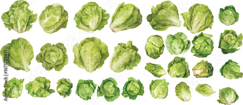 lettuce watercolor clipart 