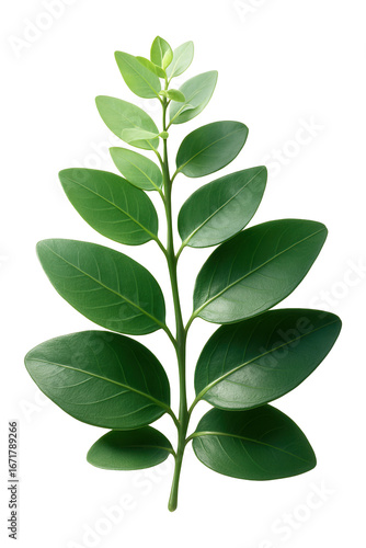 Eucalyptus with a mix of young and mature foliage